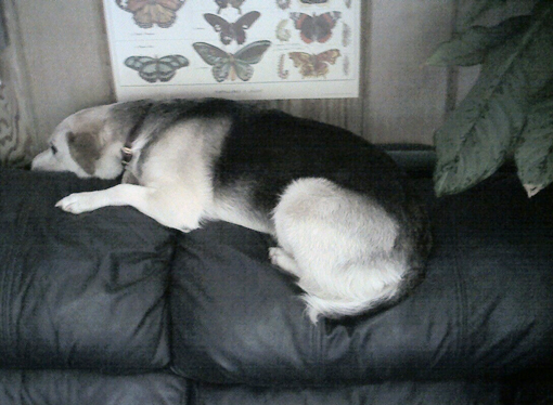 Ever seen a dog sleep on the back of a couch?
