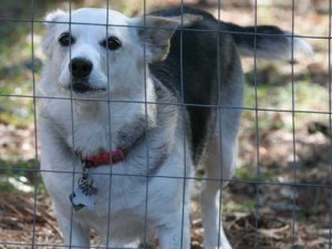 Belle in her outdoor pen