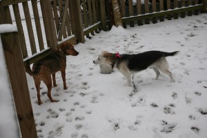 Belle and Georgia in the snow