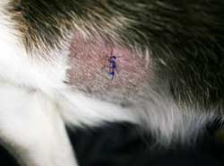 Stitches on my dog Belle after minor surger