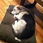 Belle on Her Dog Bed