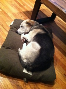 Belle on Her Dog Bed