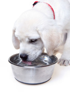 Make sure your dog has plenty of water
