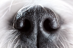 A dog's sense of smell is 1,000 times more sensitive than a human's