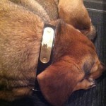 Dog ID tag on a collar