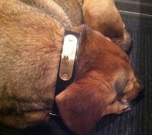 Dog ID tag on a collar