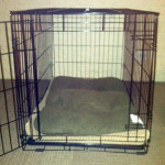 Georgia's dog crate