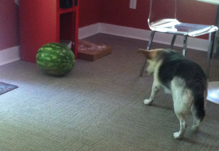 My dog is afraid of a watermelon