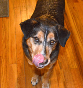 Yum! Charlie likes eating houseplants