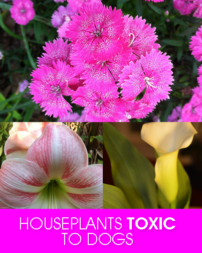 Houseplants that are toxic to dogs