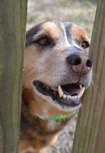 Charlie with clean teeth