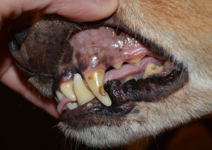 Charlie's teeth before cleaning