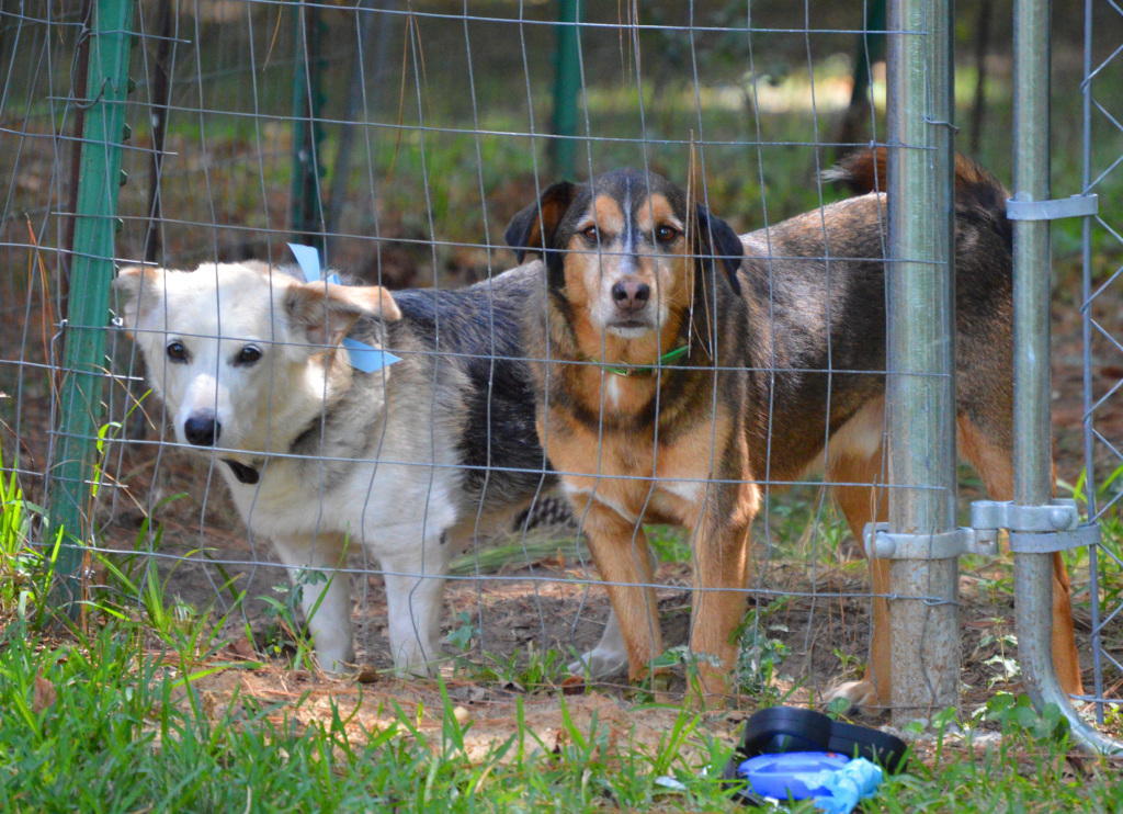 Belle (left) and Charlie (right) chilling in the yard.