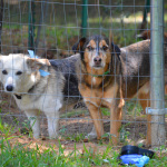 Belle (left) and Charlie (right) chilling in the yard.
