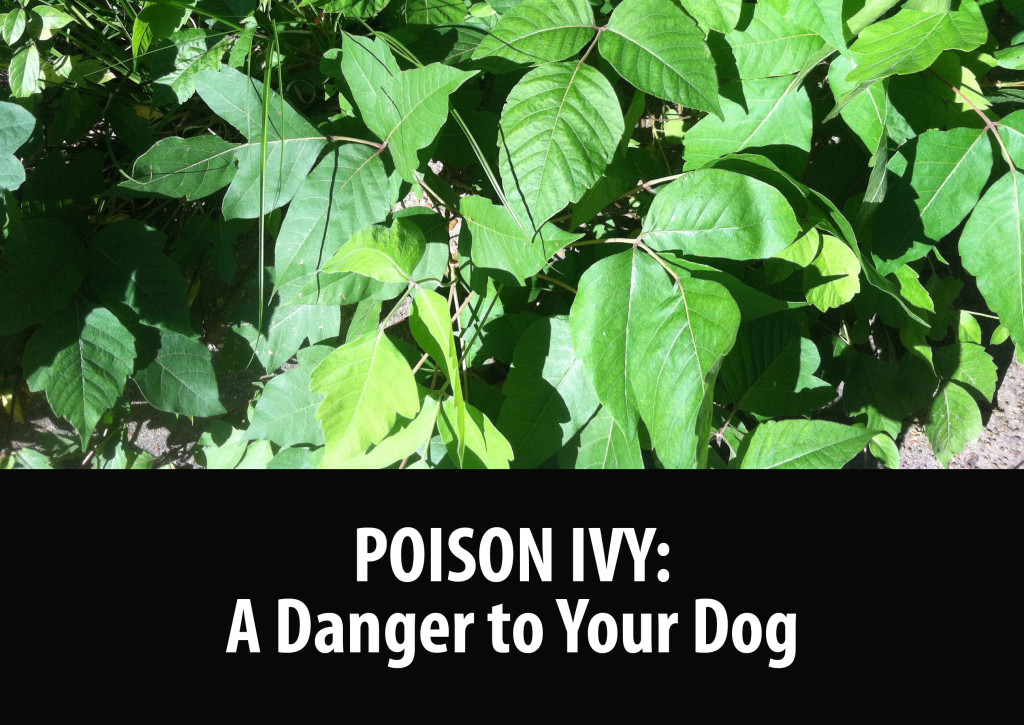 poison-ivy