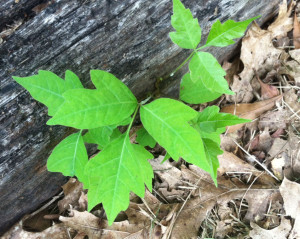 Poison ivy